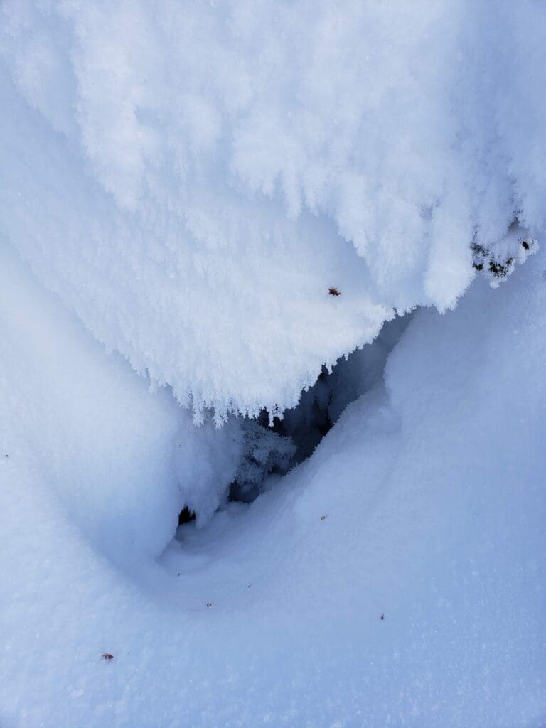 a collection of surface hoar crystals in the snow
